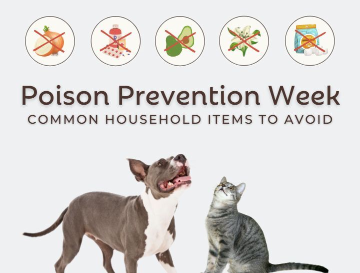 National Poison Prevention Week Meadowlands Veterinary Hospital